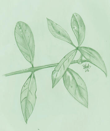 Bush Twig
